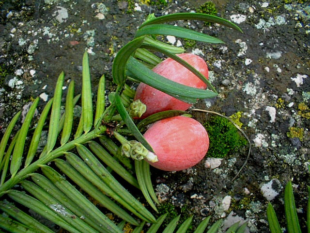 Cephalotaxus harringtonia